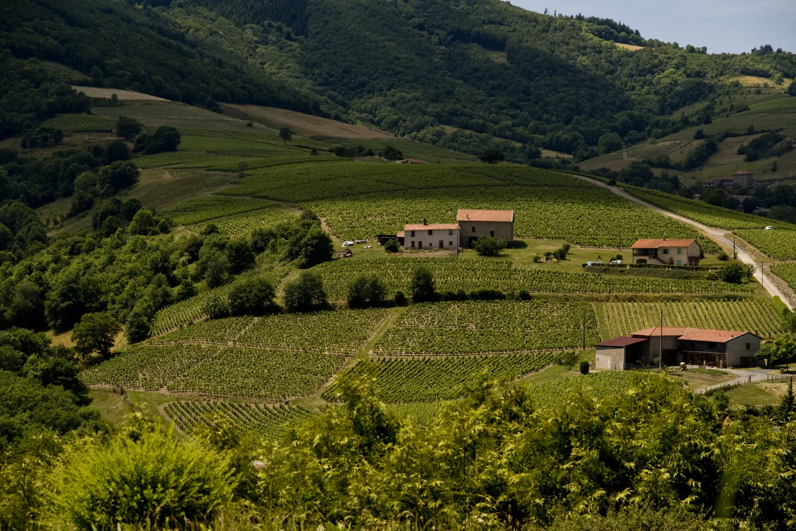 Vignes et coteaux autour du Mont Brouilly
