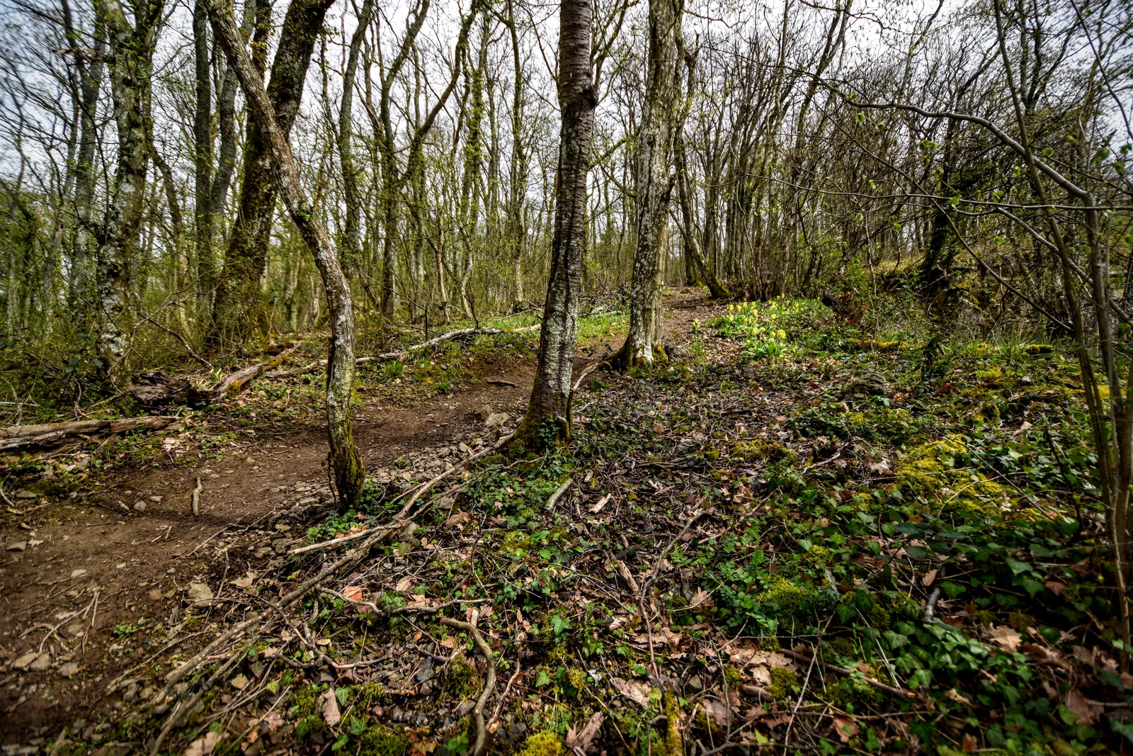 Sentier forestier de randonnée sur le Mont Brouilly