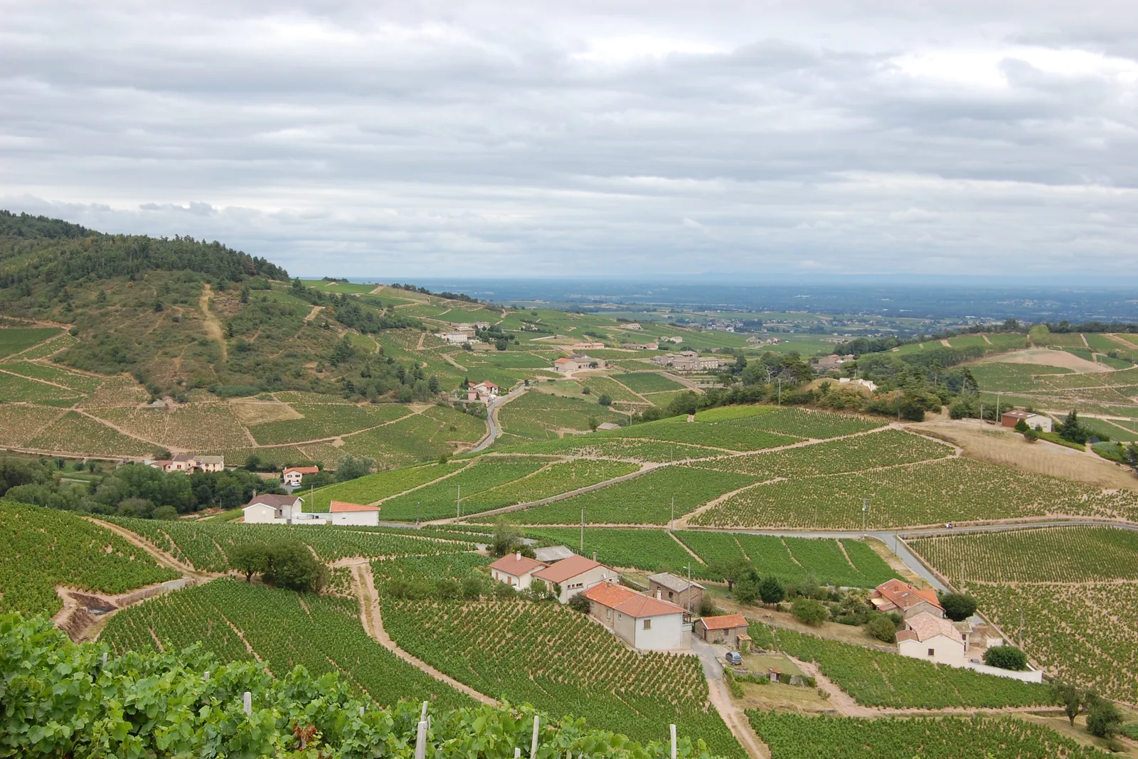 Vignobles de Morgon et de Chiroubles dans le Beaujolais