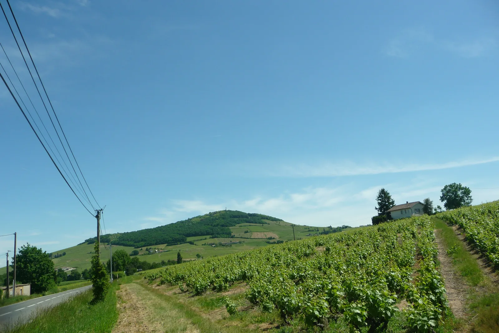 Chemin viticole au milieu des vignes de Brouilly